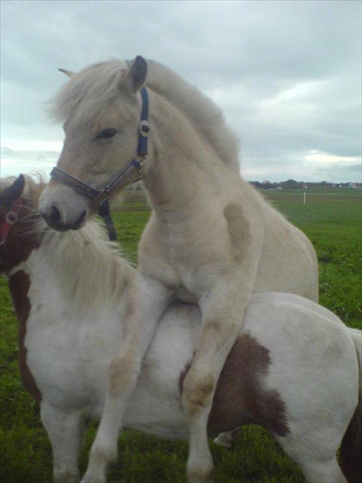 Fjordhest Ryttergårdens kjeldbjørn (Kjeldsen) - Ja! Kjeldsen kan altså også ride!<33 billede 10
