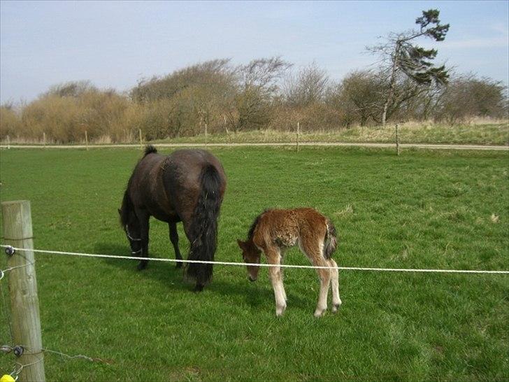 Islænder Loa fra Højgård billede 4