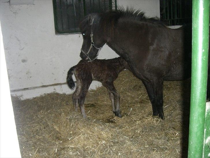 Islænder Loa fra Højgård billede 5