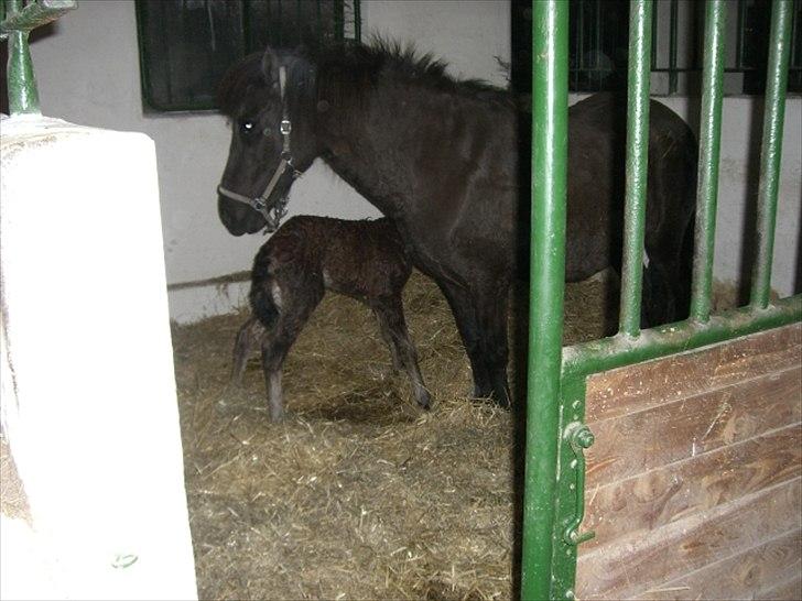 Islænder Loa fra Højgård billede 6
