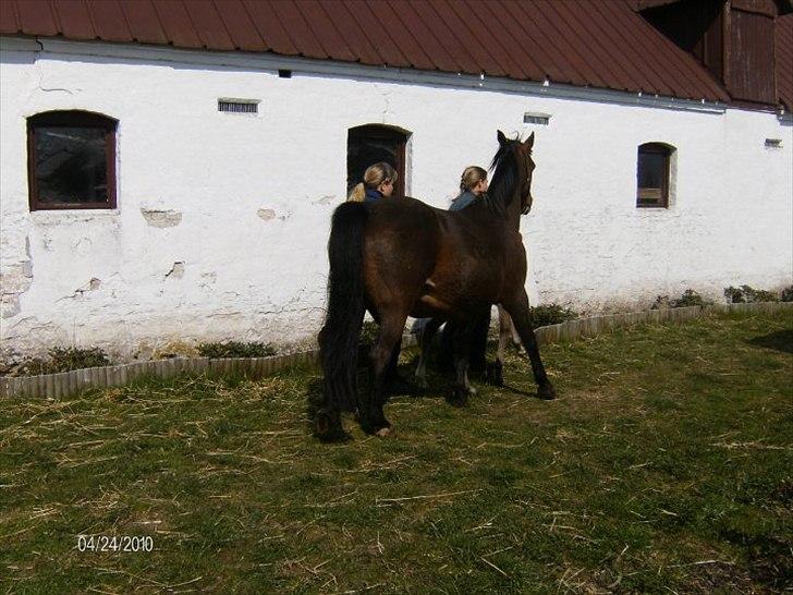 DSP •Elmelunds Ofelia• billede 5