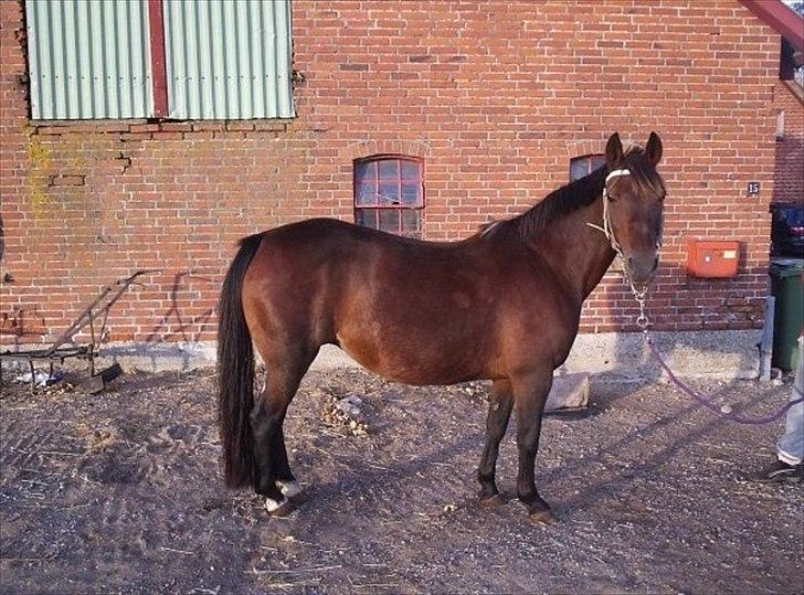 DSP •Elmelunds Ofelia• billede 18