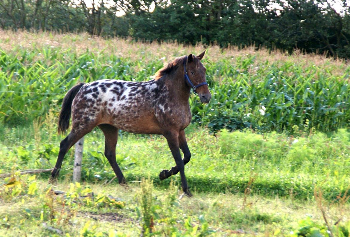 Knabstrupper Line Højgård - sommer 2011 billede 14