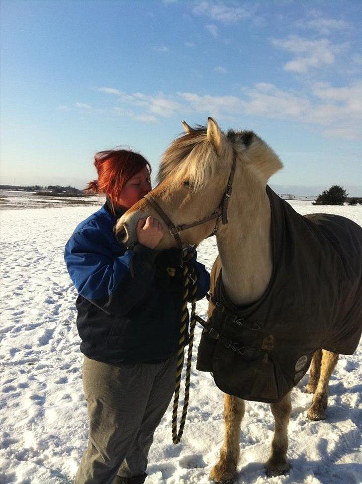 Fjordhest Sille'piien :D <33 solgt  - billede taget den dag jeg fik Sillepiigen<33 billede 4