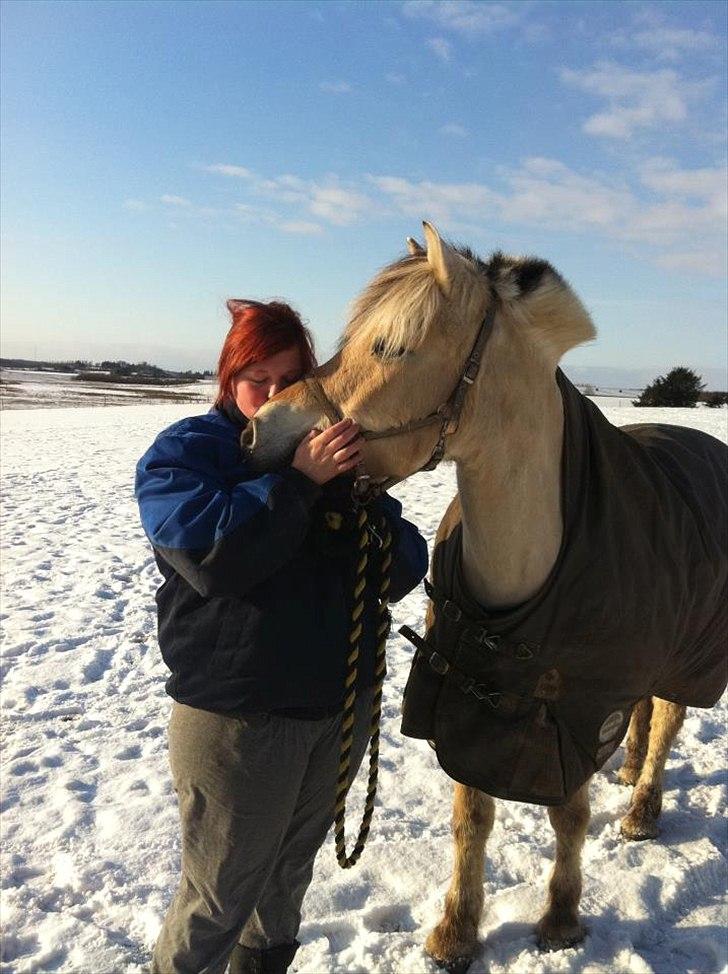 Fjordhest Sille'piien :D <33 solgt  - Kærlighed ved første blik:) billede 5