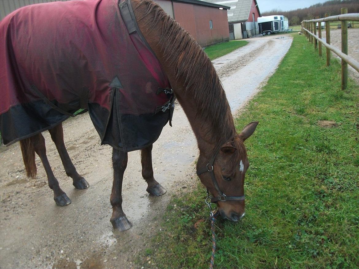 Anden særlig race Ponygården's Megara - En noget våd pony:D Heldigvis havde hun dækken på:) billede 9