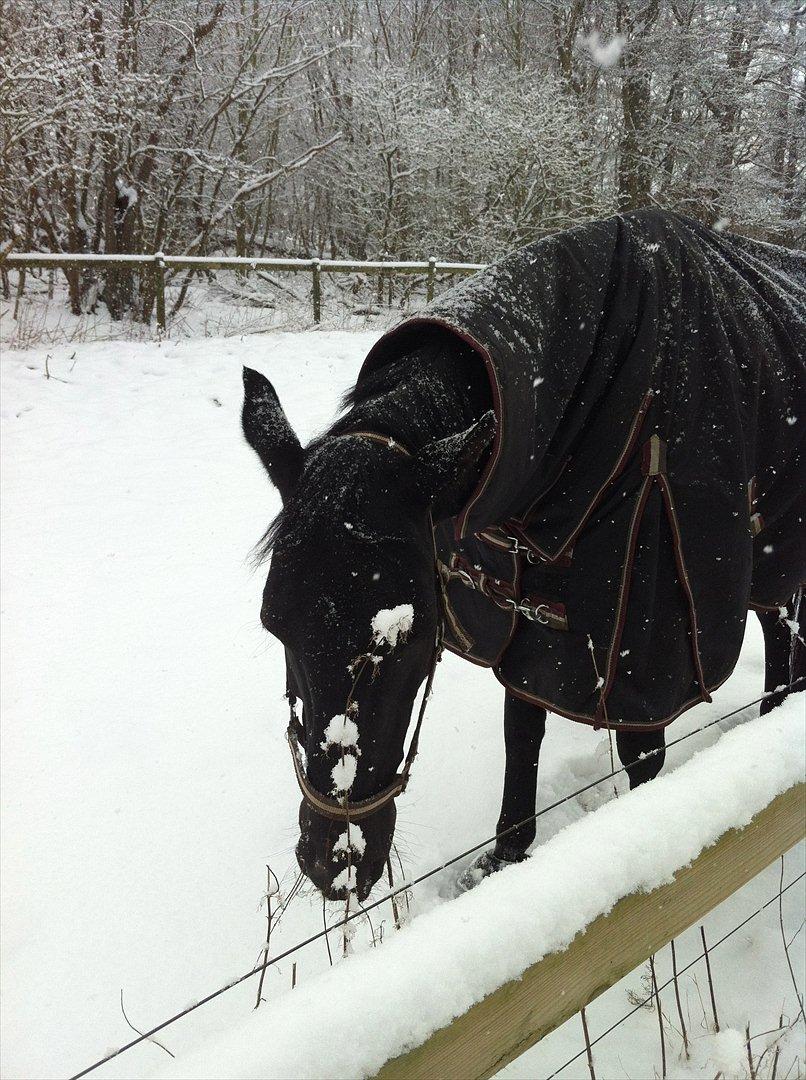 Anden særlig race Iver - Sne Sorte hygger på folden :) billede 16