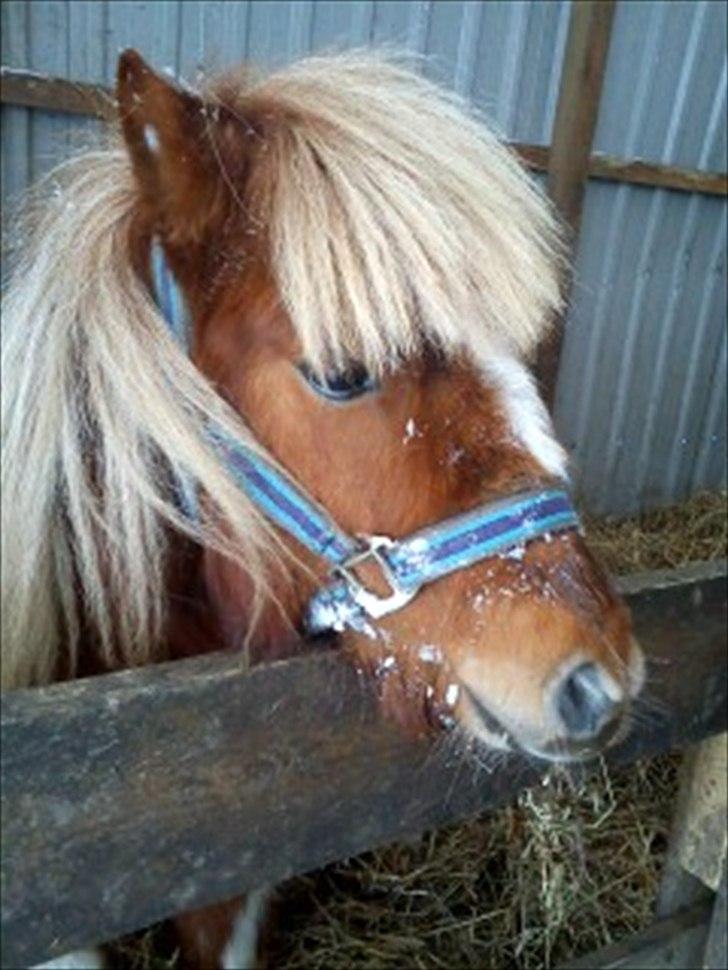 Anden særlig race caroline billede 1