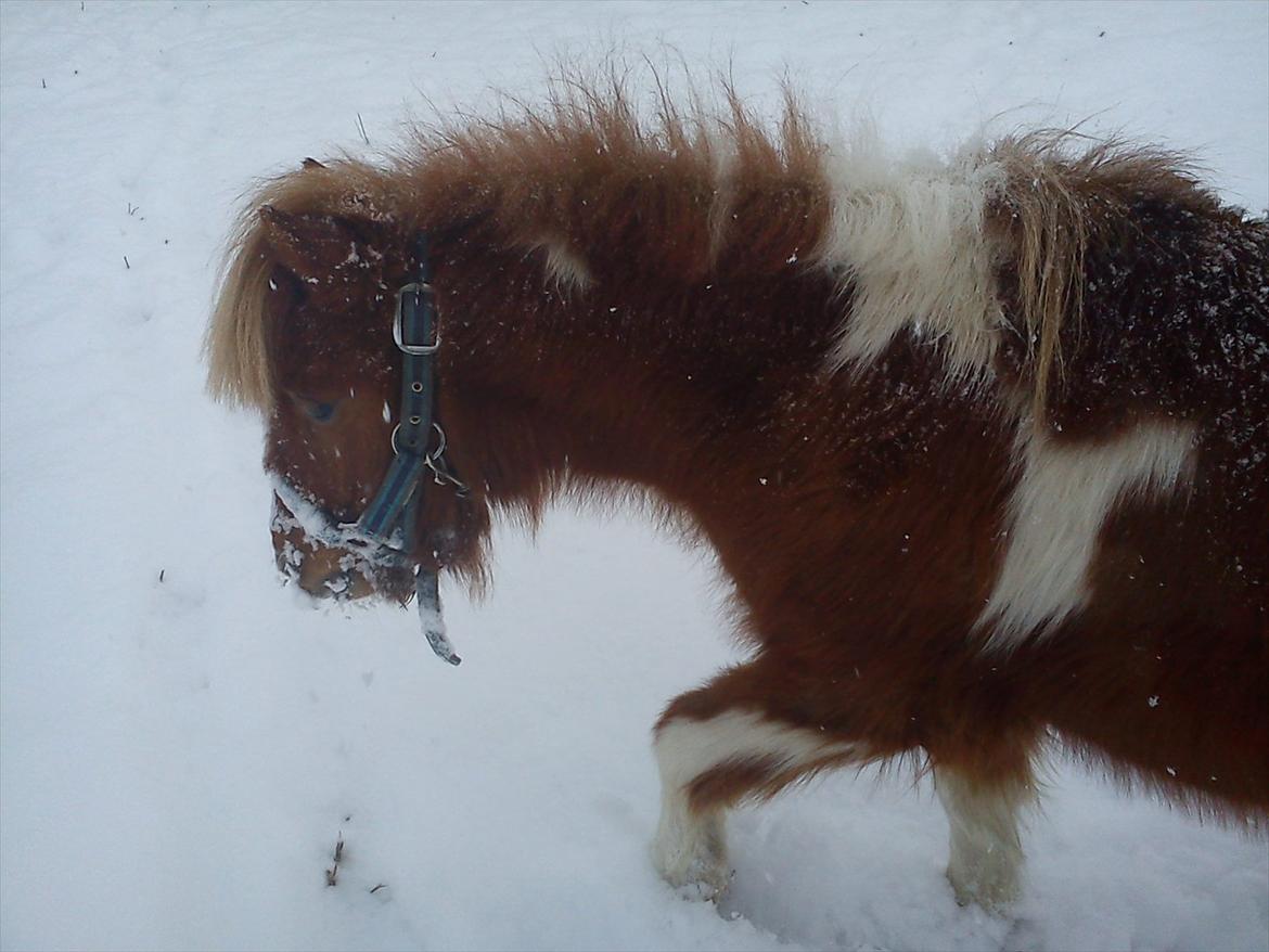 Anden særlig race caroline billede 2