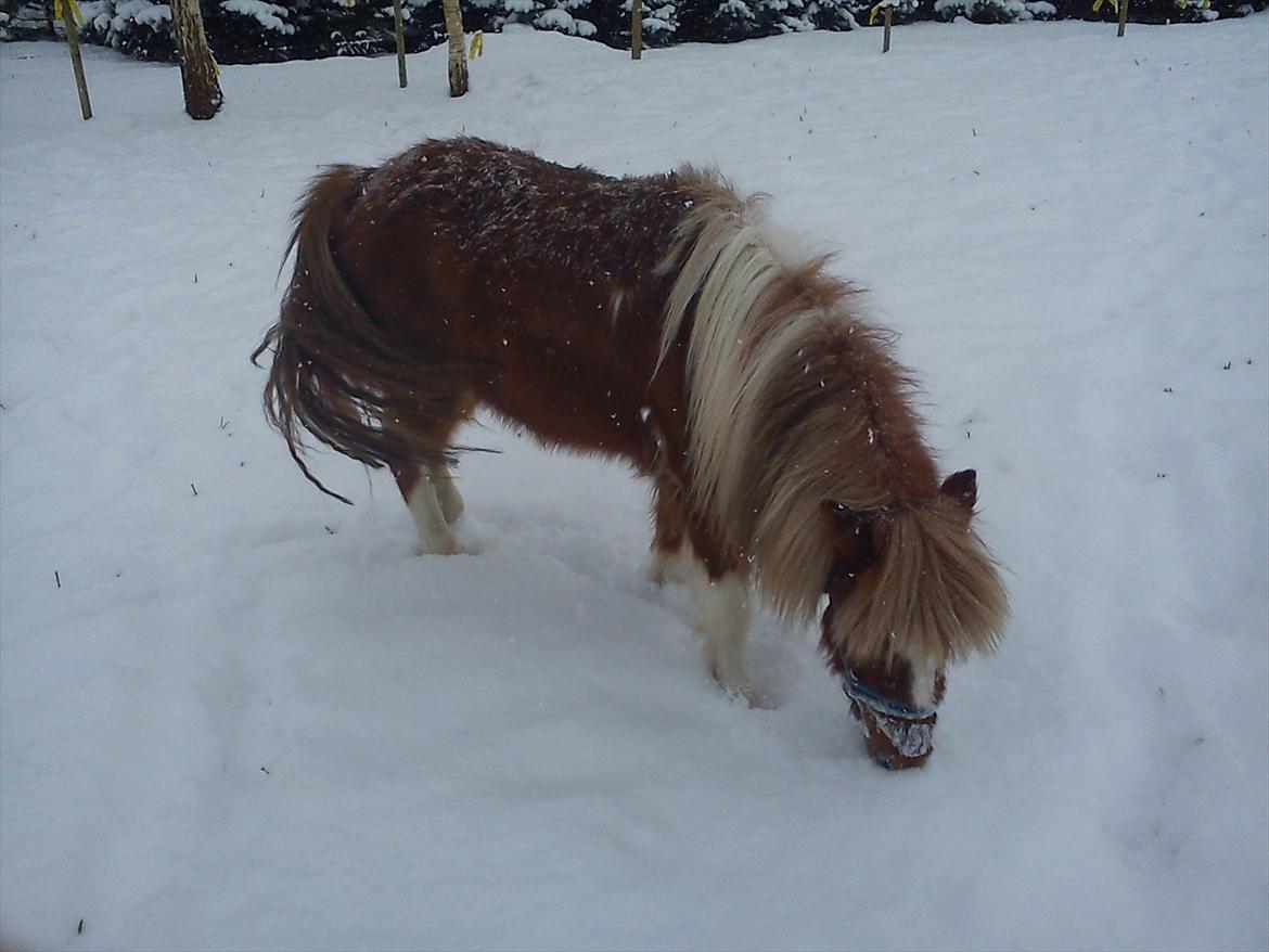 Anden særlig race caroline billede 3