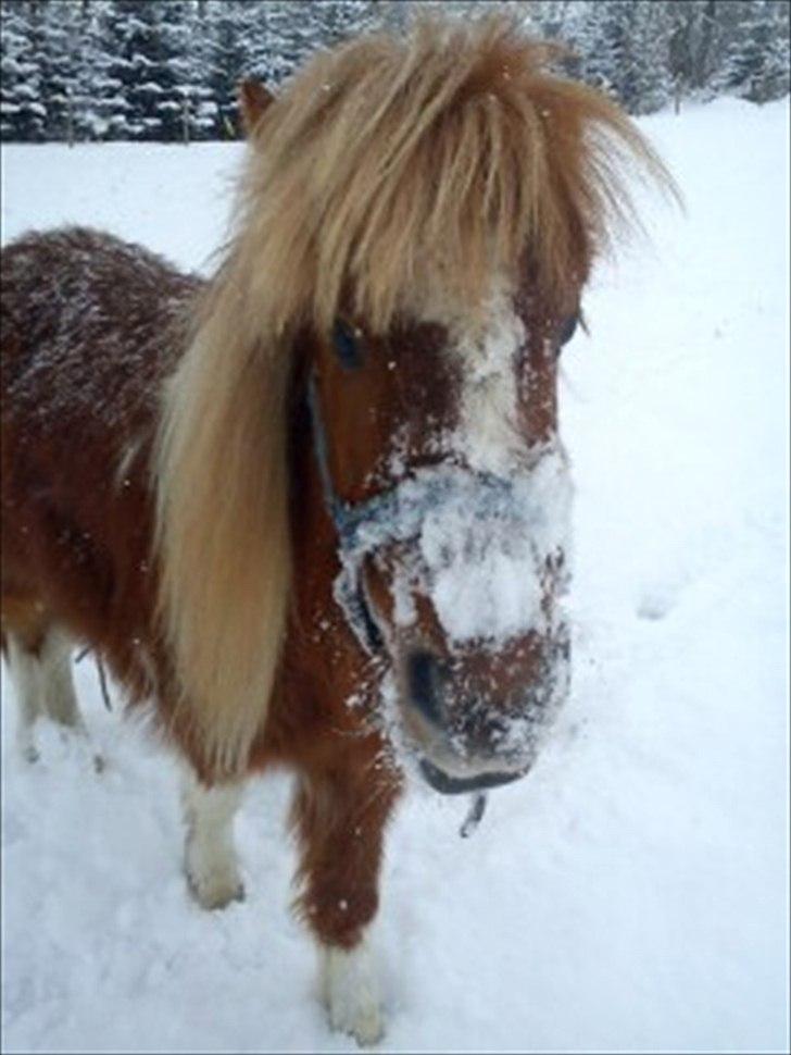 Anden særlig race caroline billede 4