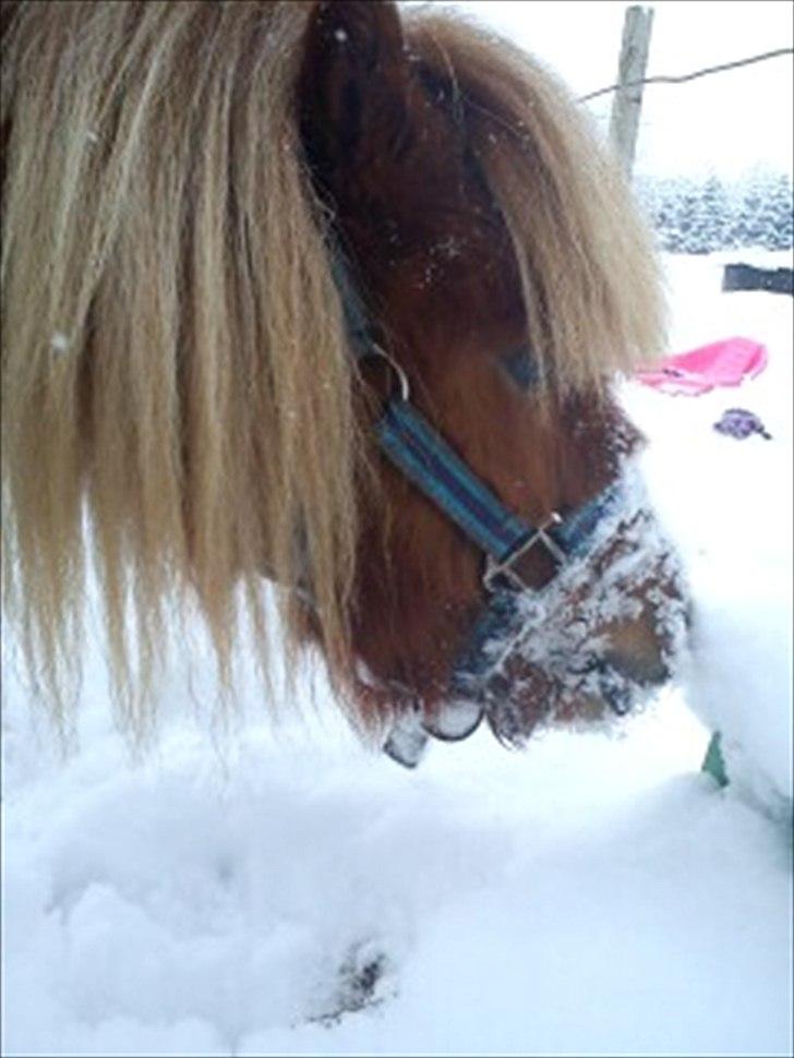 Anden særlig race caroline billede 5