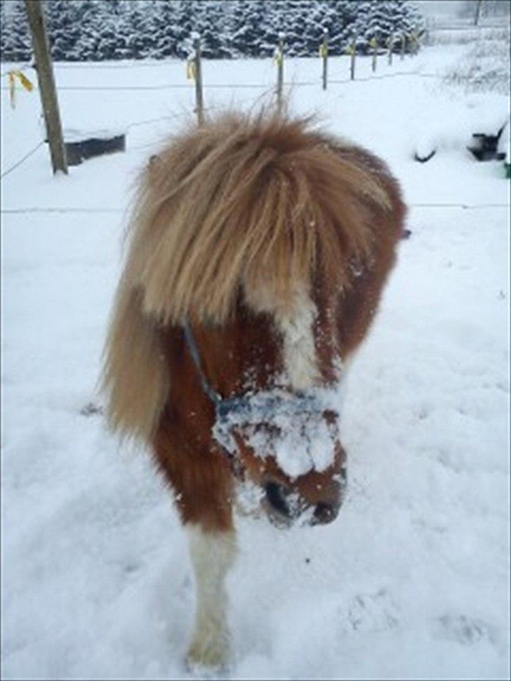 Anden særlig race caroline billede 6