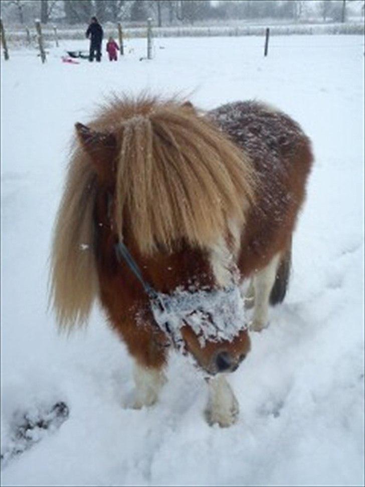 Anden særlig race caroline billede 7