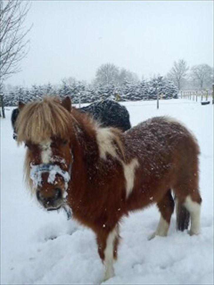 Anden særlig race caroline billede 8