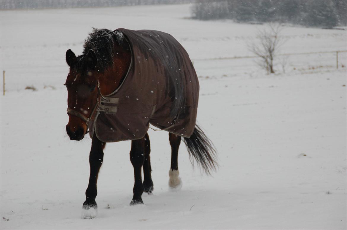Anden særlig race Venus billede 18