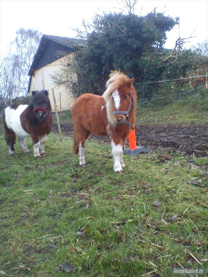 Anden særlig race caroline billede 9