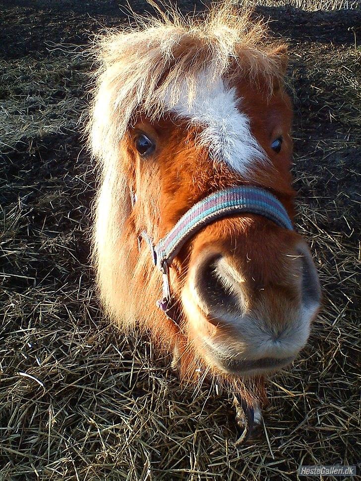 Anden særlig race caroline billede 10
