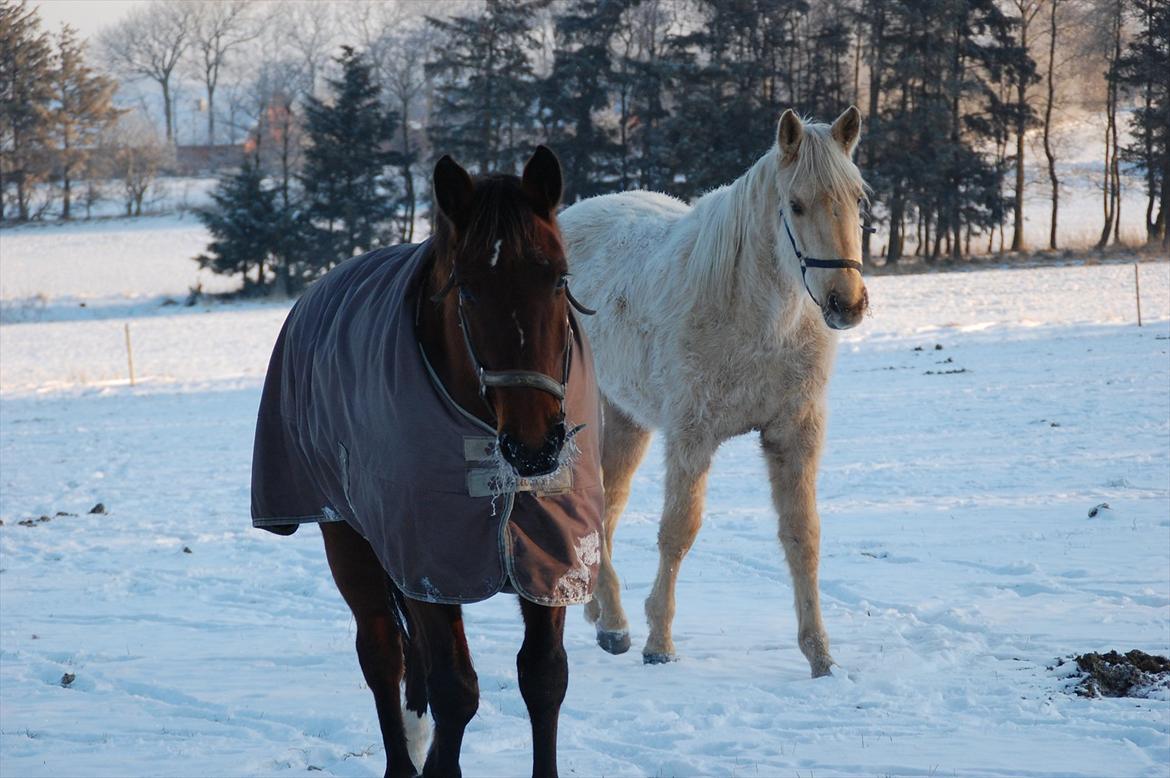 Anden særlig race Venus billede 8