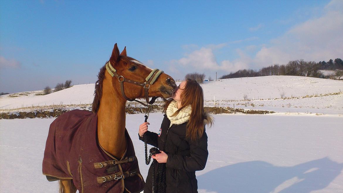 Tysk Sportspony Denver tidl. hest billede 8