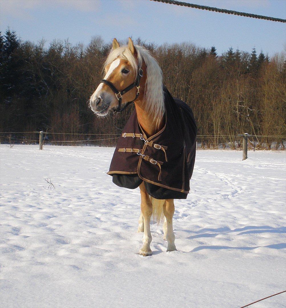 Haflinger Baflo af Brunbjerg - Avlshingst billede 19