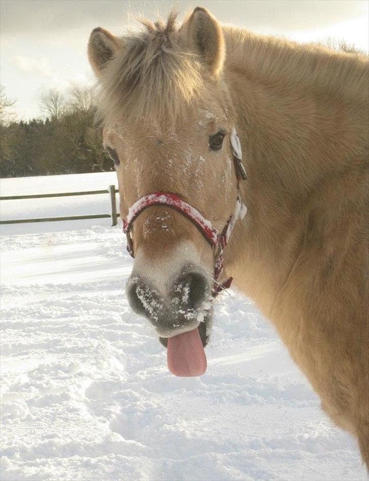 Fjordhest Fie - vinter billede fra 2011 billede 3