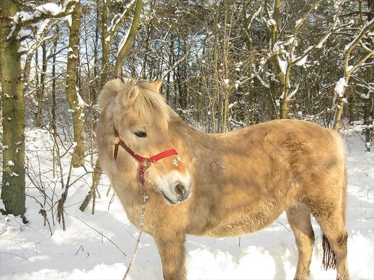Fjordhest Fie - vinter billede 2011 billede 4