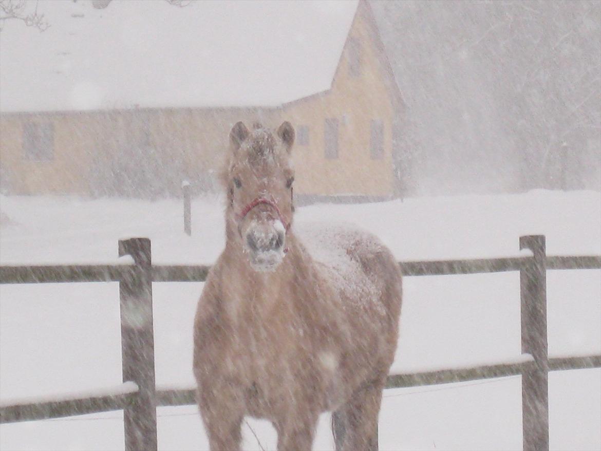 Fjordhest Fie - vinter billede 2011 billede 5