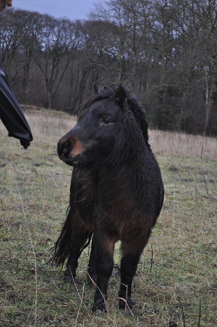 Shetlænder Bakkegaard's James *Jamie* - #8 En lille grim tykling i regnvejr :D <3 Foto: Jose

 billede 8