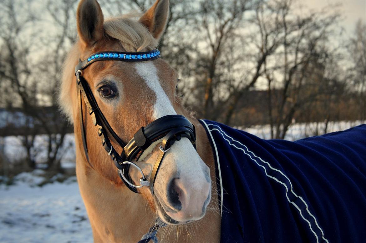 Anden særlig race Miss Jade billede 10