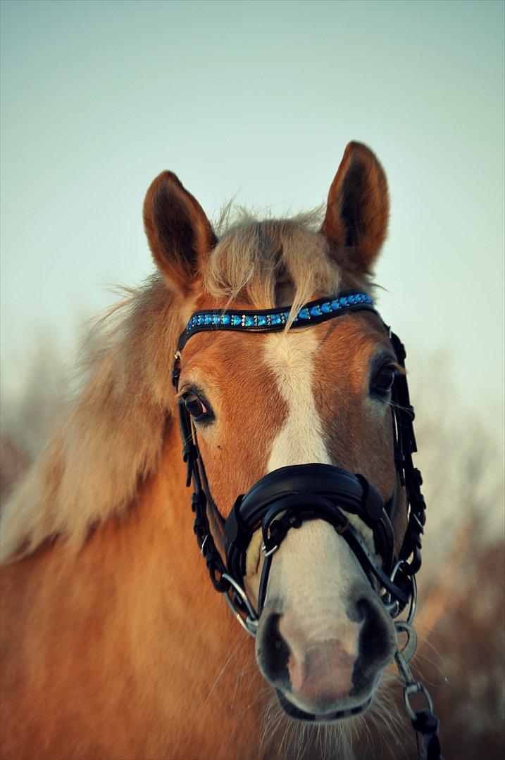 Anden særlig race Miss Jade billede 5