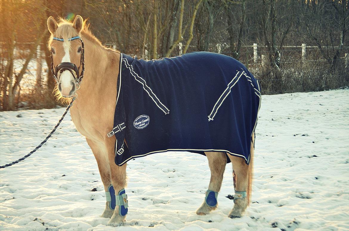 Anden særlig race Miss Jade billede 19