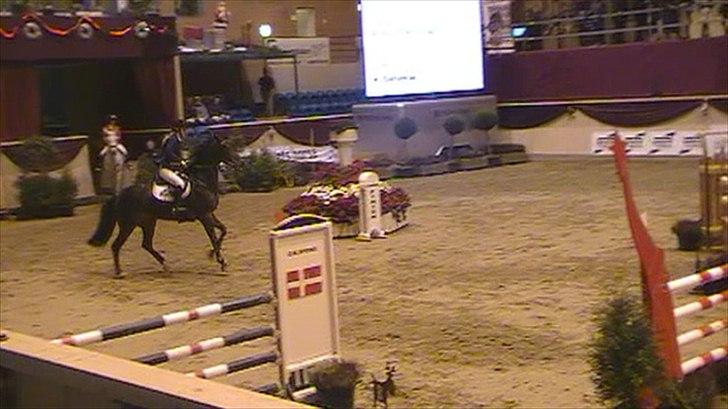 Zangersheide Gina Alfarvad Z Solgt d. 24/11-2012 billede 19