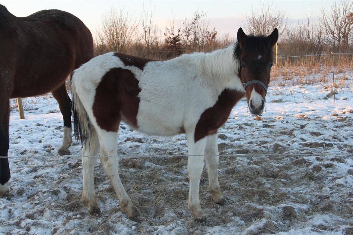 Pinto Kilgast's Assur billede 4