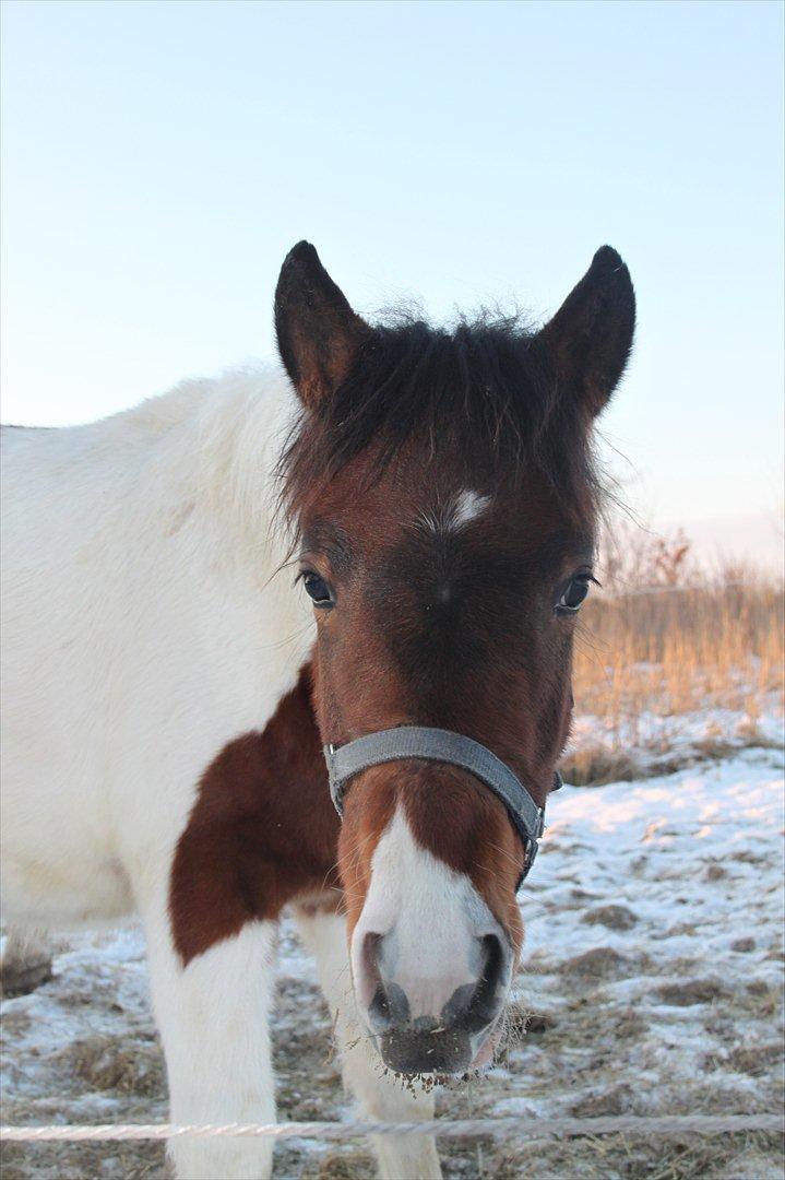 Pinto Kilgast's Assur billede 5