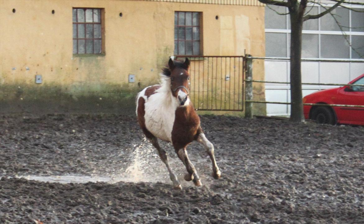 Pinto Kilgast's Assur billede 6