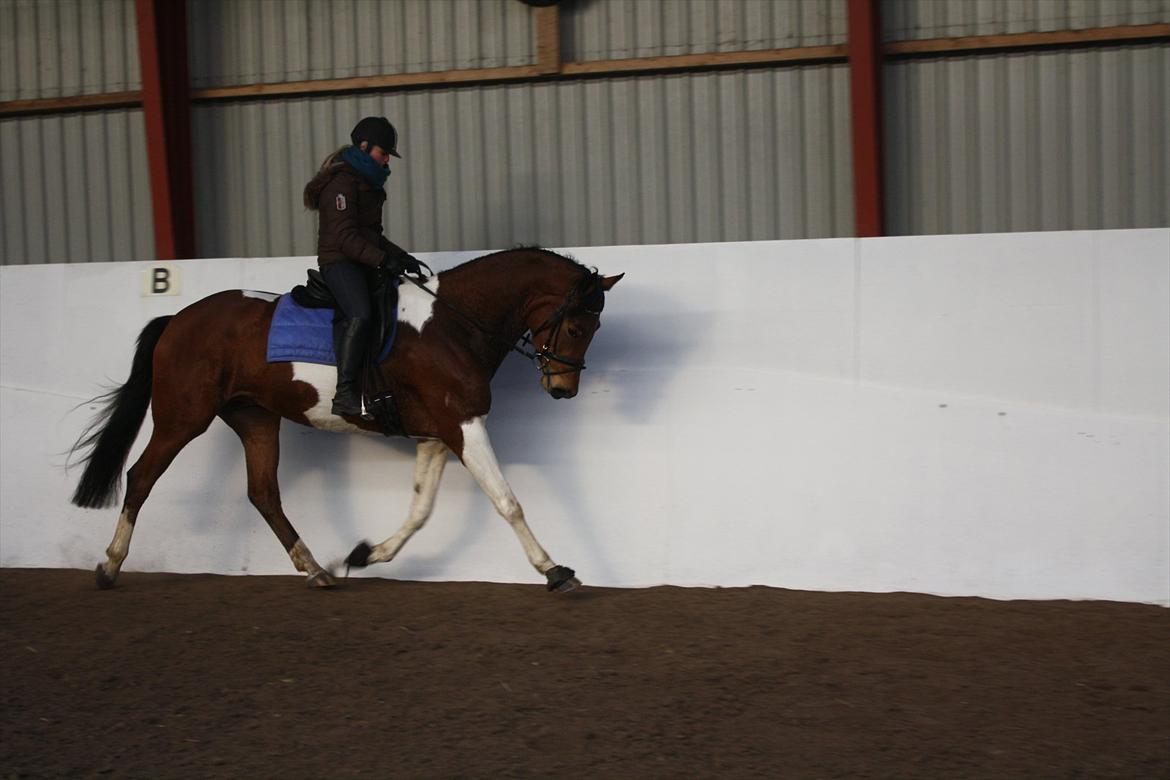 Pinto Bagergårdens Zindy billede 3