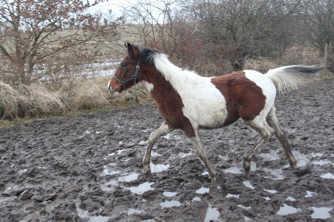 Pinto Kilgast's Assur billede 7