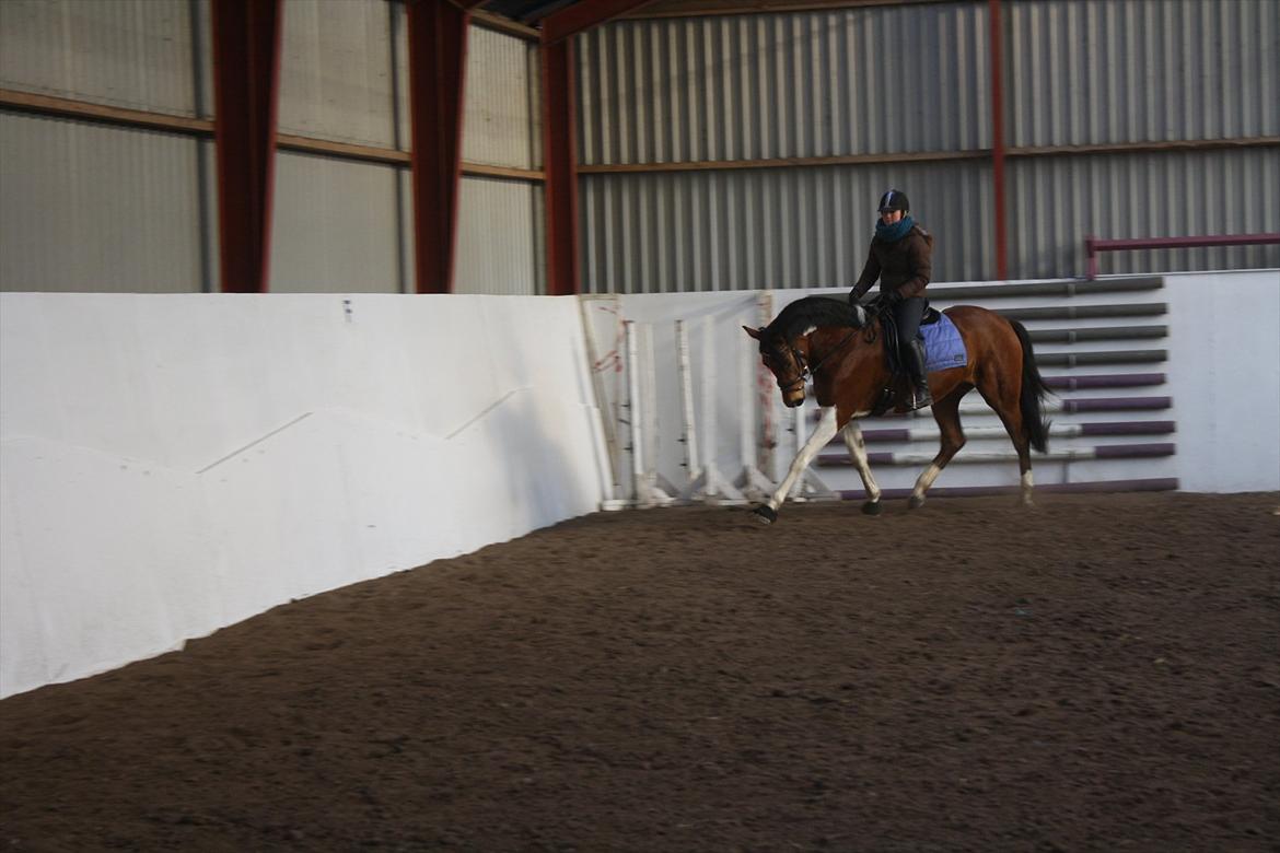 Pinto Bagergårdens Zindy billede 4