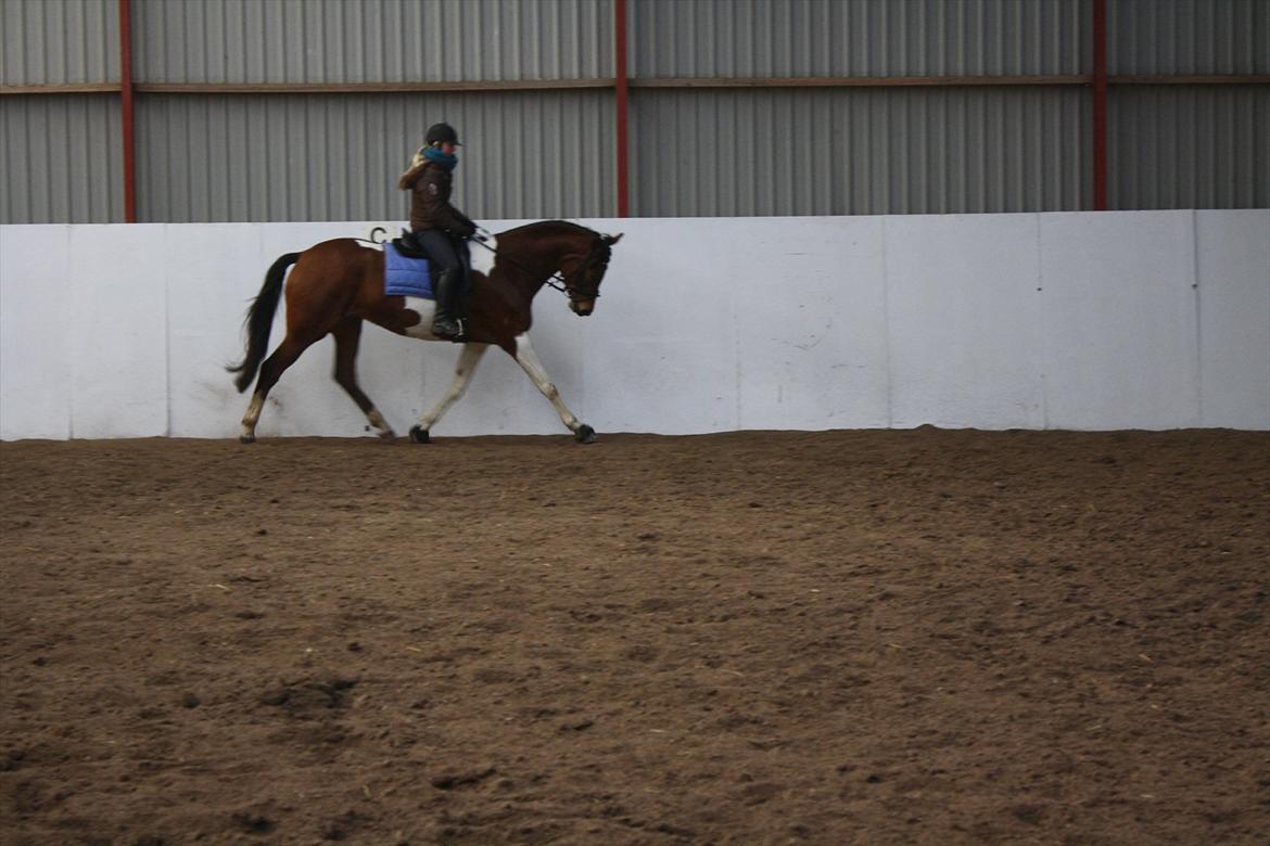 Pinto Bagergårdens Zindy billede 6