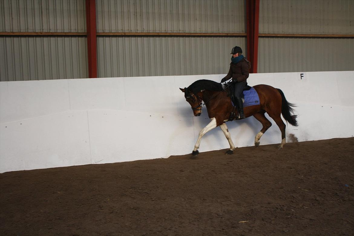 Pinto Bagergårdens Zindy billede 8