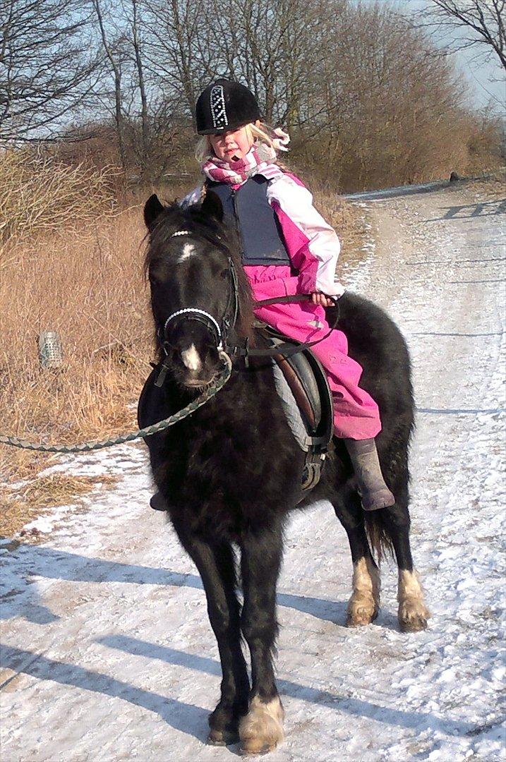 Welsh Pony af Cob-type (sec C) Queen Gabbi - SOLGT - billede 9