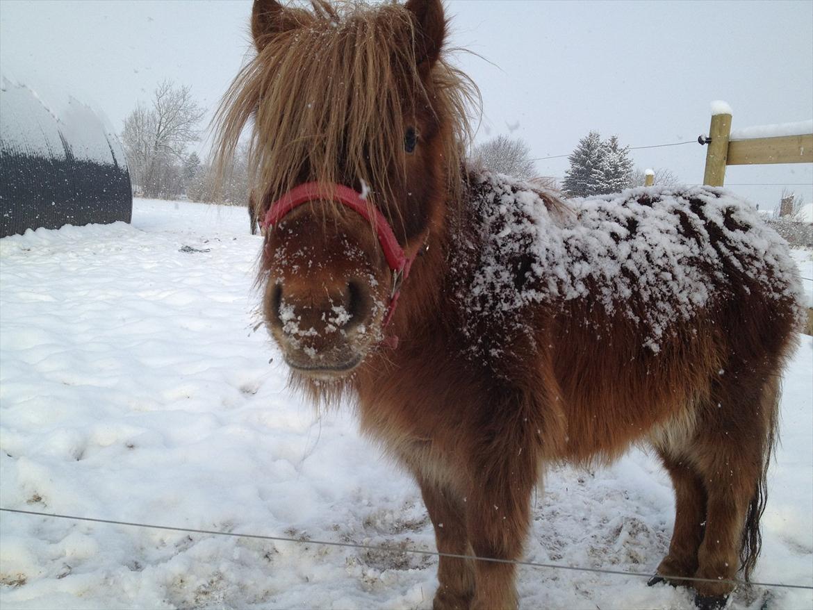 Shetlænder Frederik - D. 4 Februar..Lille Frede manden ude i sneen,,  Foto: Cecilie Lyng billede 19