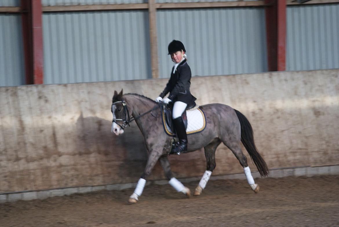 Welsh Pony (sec B) Harmonie V - Første dressurstævne på Harmonie - 4. februar 2012. billede 9