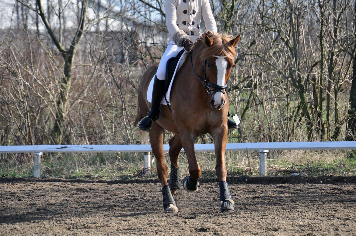 Anden særlig race Hendrik - Opvarmning til stævne :) billede 7