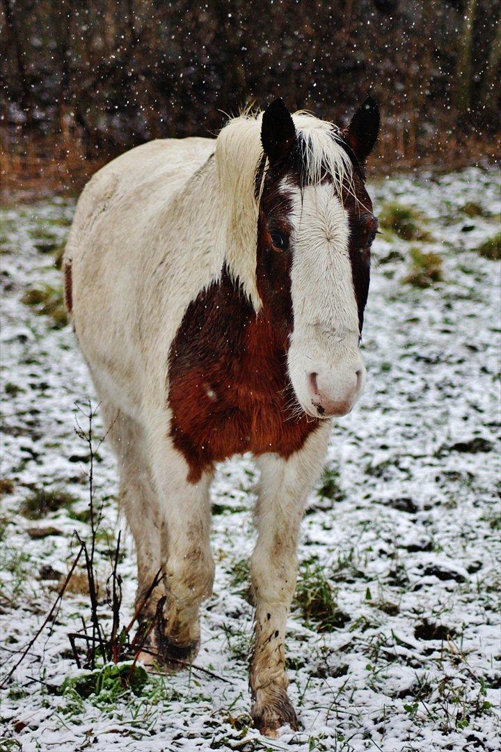 Pinto Blanding Gismoe - #11 Selvom det ikke er dig og mig mere kommer du stadig hen til mig på folden? Det er som om du venter på den dag jeg tager dig ud, nusser dig, hygger om dig, rider dig, leger med dig og er sammen med dig som gamle dage? Jeg savner dig ubeskriveligt meget billede 11