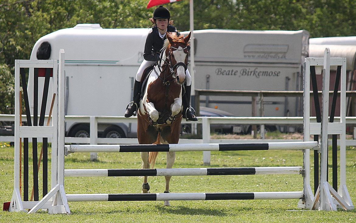 Anden særlig race ». Chicago. - Stævne september 2011. LB - 2plads. billede 2