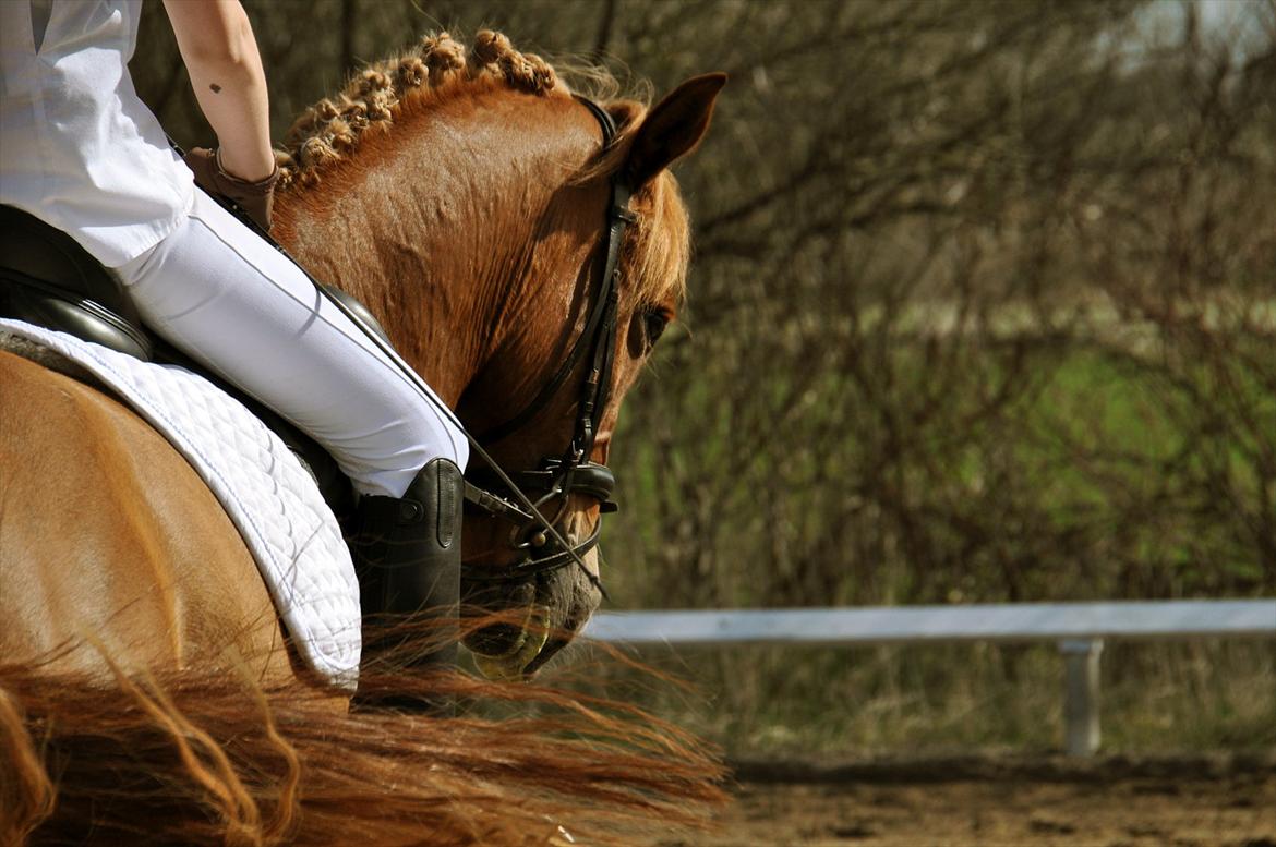 Anden særlig race Hendrik - Smuk hest til stævne i HERI Foto: Emily  billede 1