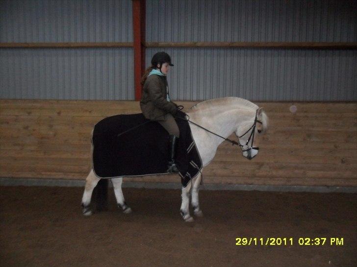 Fjordhest Jeppe  billede 19