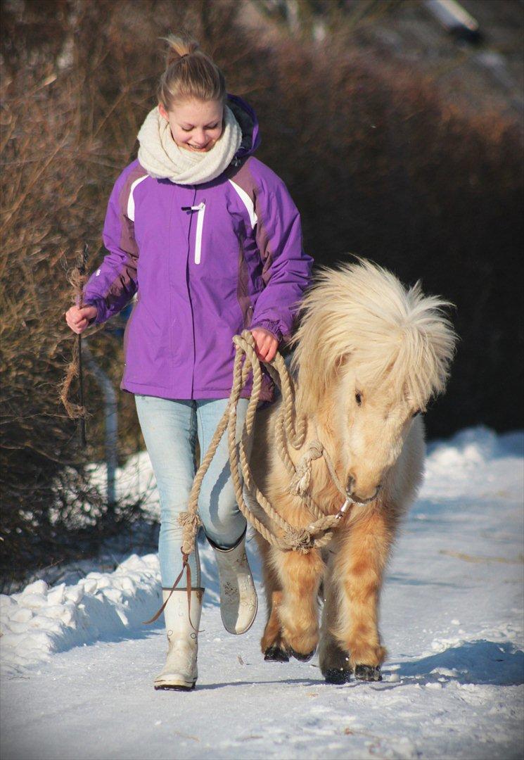 Shetlænder Sandagers Elvis - im in love with you<3
 billede 11